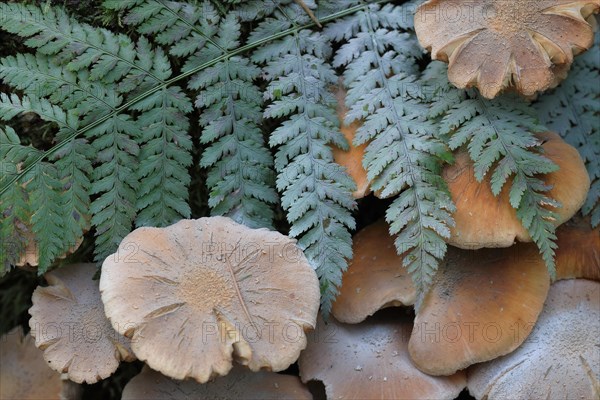 Honey fungus