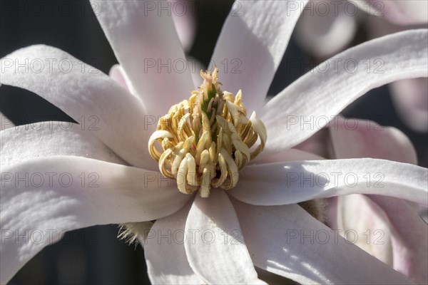 Flower of star magnolia