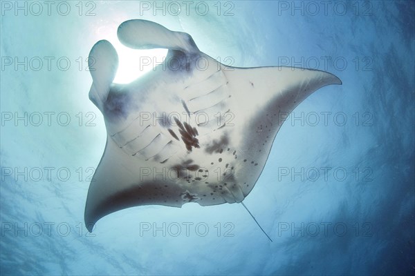 Manta