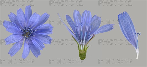 Common chicory