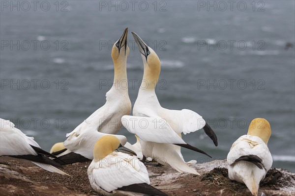 Northern gannet