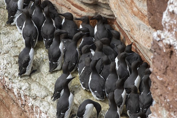 Common guillemots