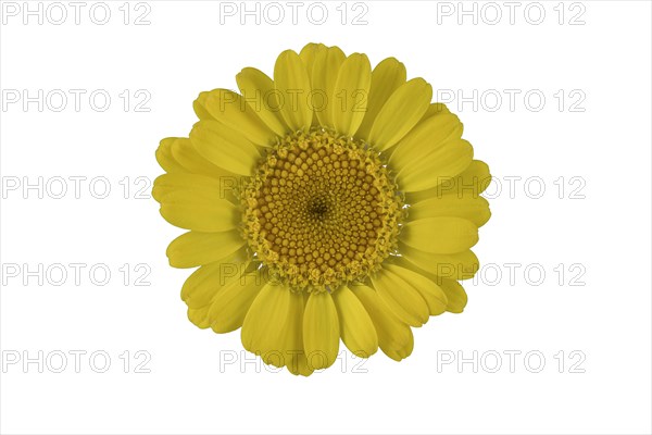 Golden marguerite