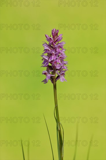 Moorland spotted orchid