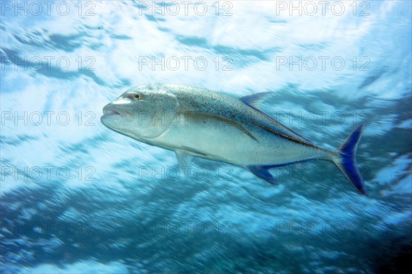 Giant trevally