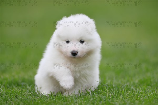 Samoyed Domestic dog