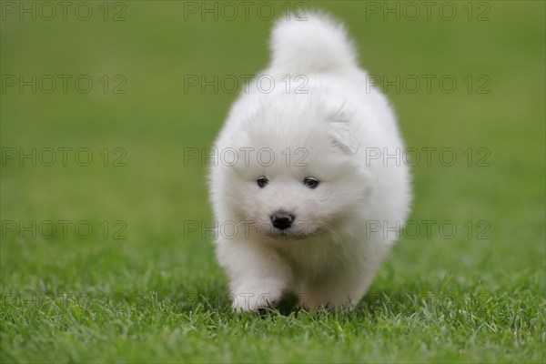 Samoyed Domestic dog