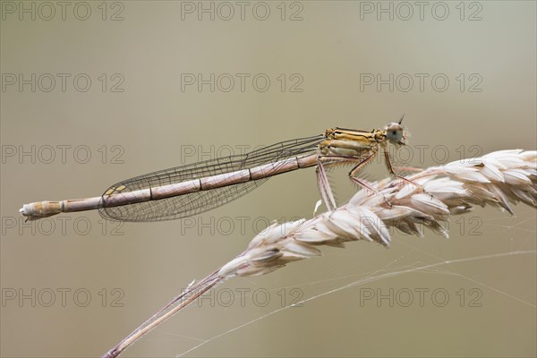 White-legged damselfly