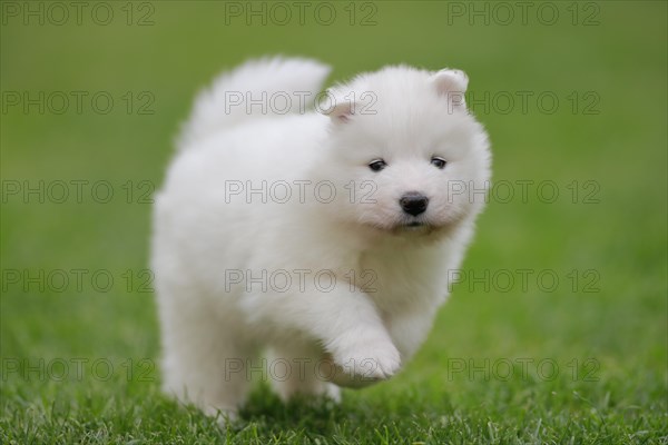 Samoyed Domestic dog