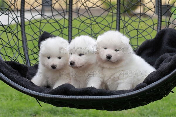 Samoyed Domestic dog