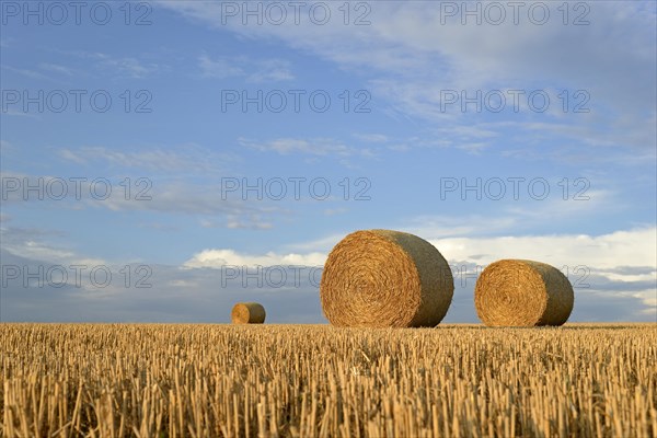 Grain field