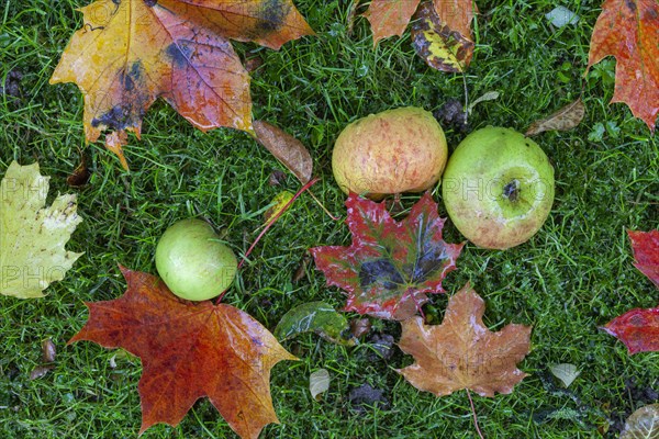 Fallen fruit on an apple tree