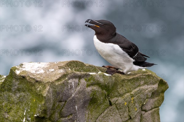 Common guillemot