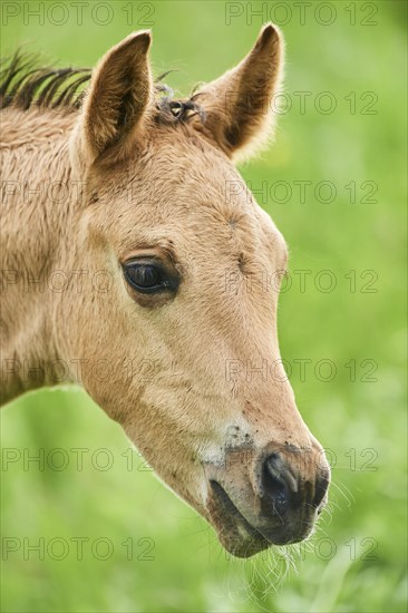 American Quarter Horse foal