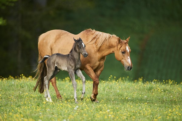 American Quarter Horse mare with her foal