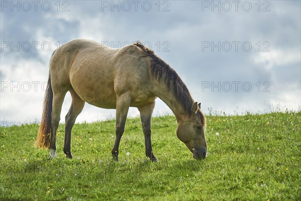 American Quarter Horse on a meadow