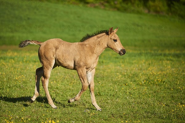 American Quarter Horse foal on a meadow