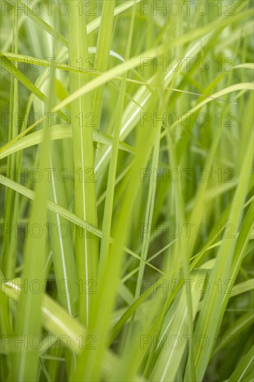 Chinese reed