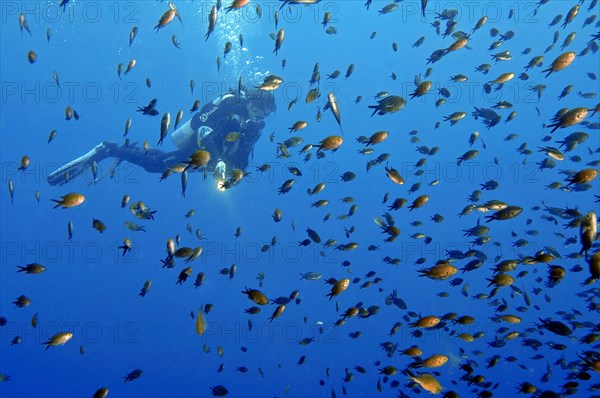 Diver looking at shoal of Mediterranean finfish