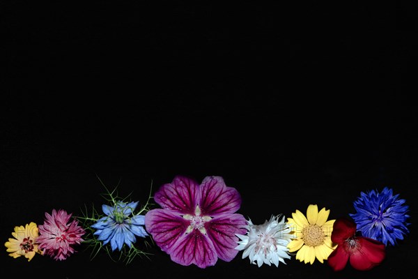 Various colourful flowers of meadow flowers lie in a row