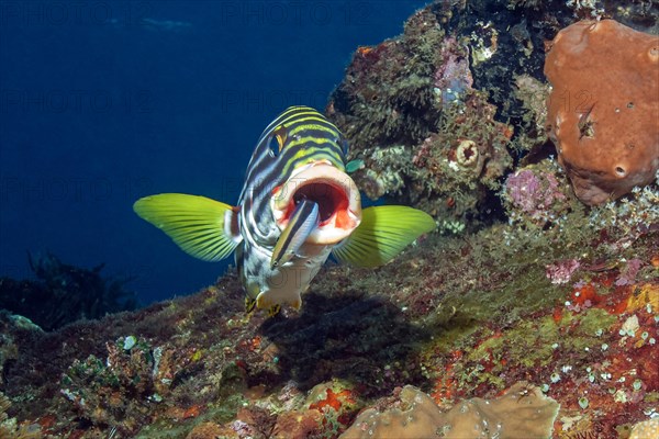 Sweetlips