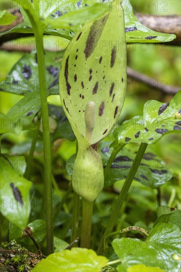 Common arum