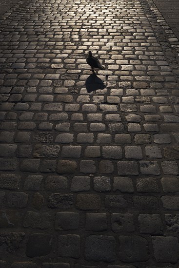 Street pavement backlit with a pigeon