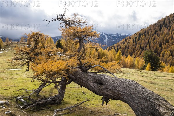 Fallen autumn-coloured larch