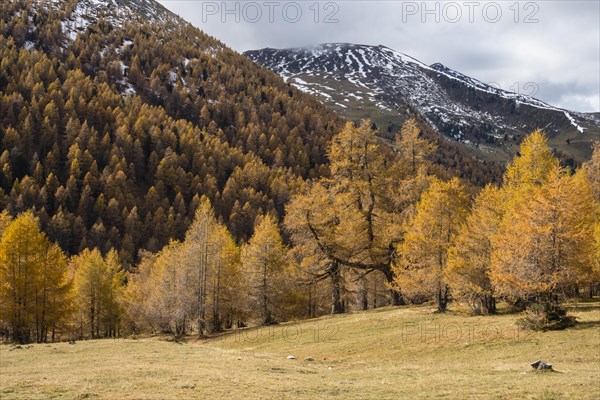 Autumn coloured larches