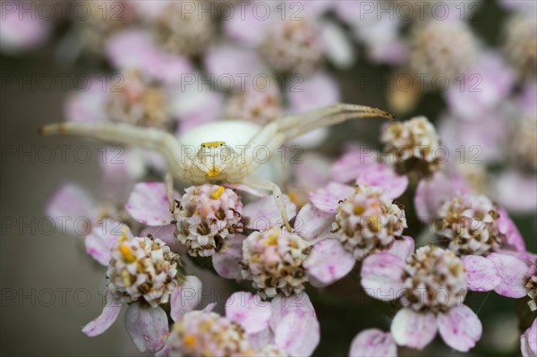 Goldenrod crab spider