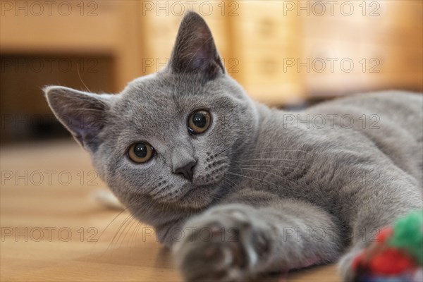 Young British Shorthair male playing with the photographer
