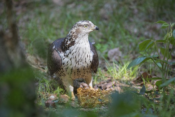 European honey buzzard