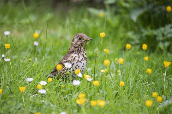 Song thrush