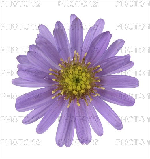 New York aster