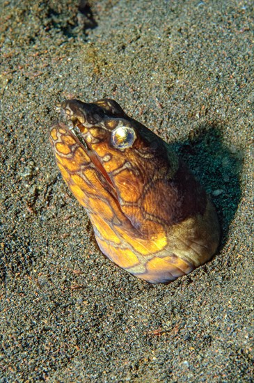 Sand Snake Eel