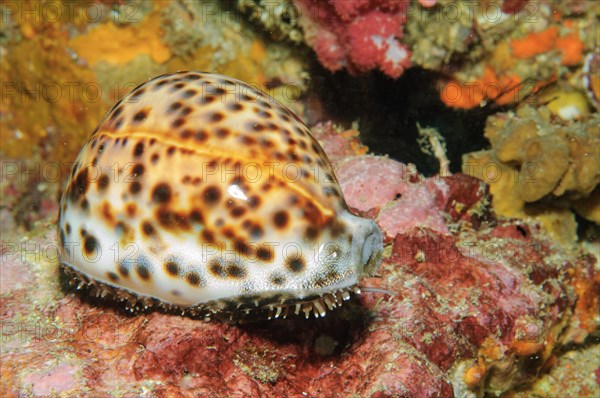 Live cowrie