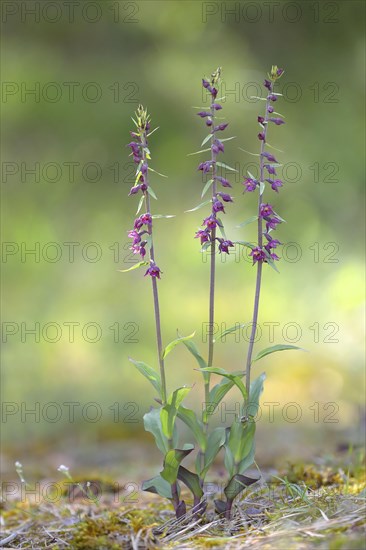 Dark red helleborine