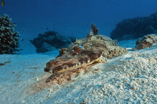 Tentacled flathead