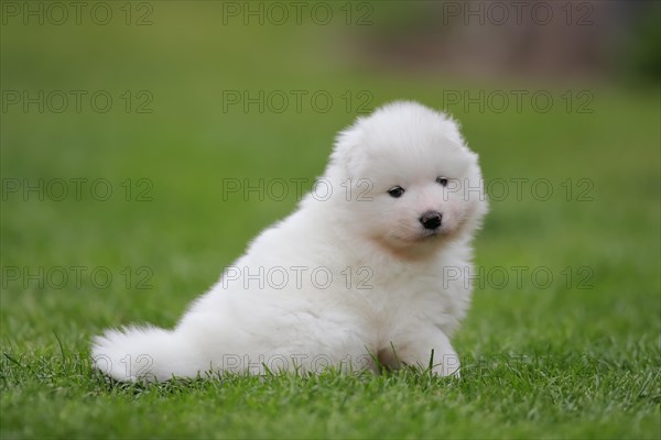 Samoyed Domestic dog