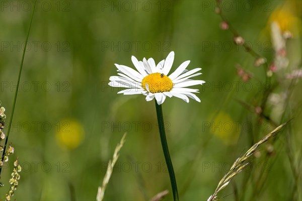 Flowering marguerite