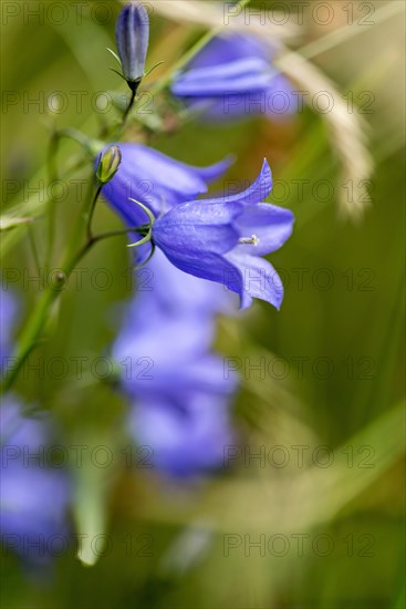 Harebell