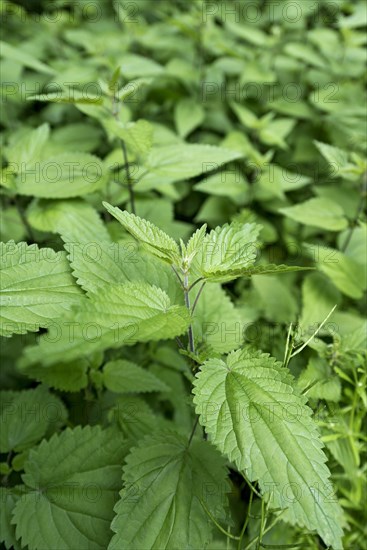 Stinging nettle