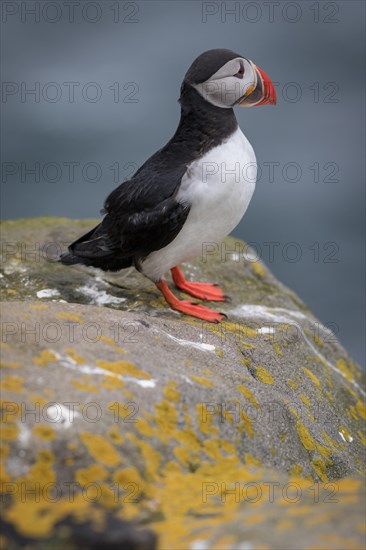 Puffin