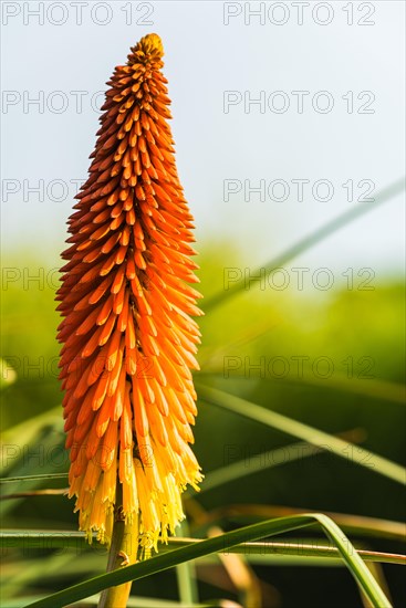 Red Hot Poker