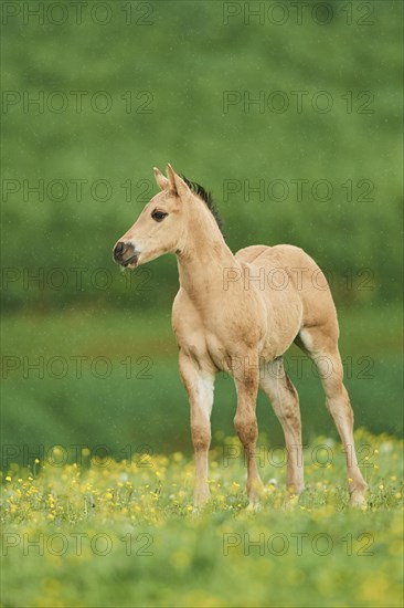 American Quarter Horse foal on a meadow