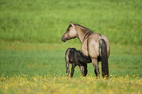 American Quarter Horse mare with her foal