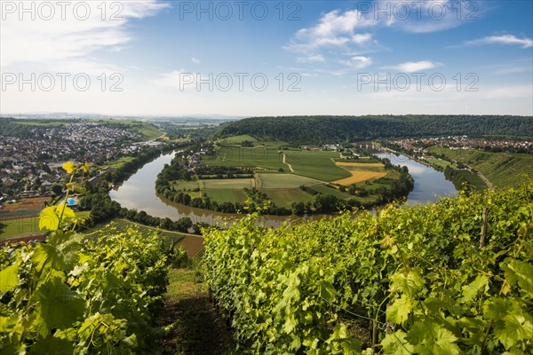 Neckar Loop and Vineyards