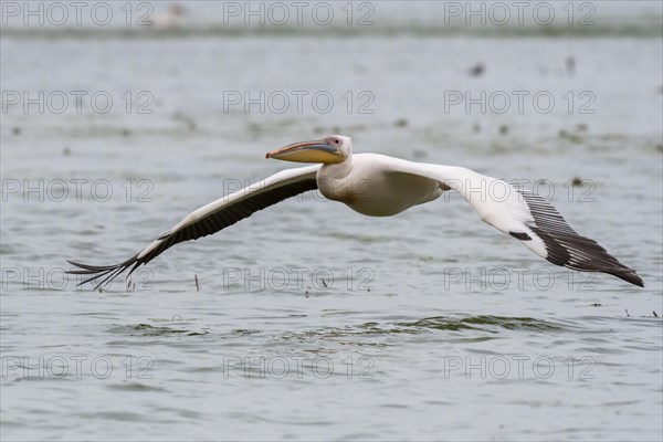 Dalmatian pelican