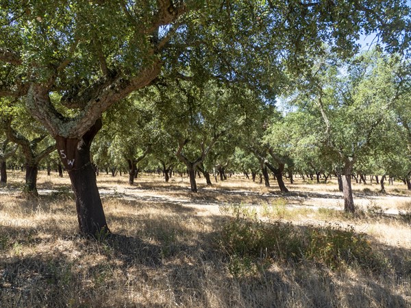 Cork oak