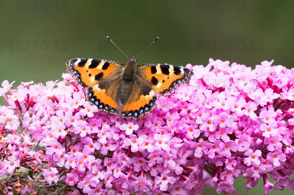 Small tortoiseshell